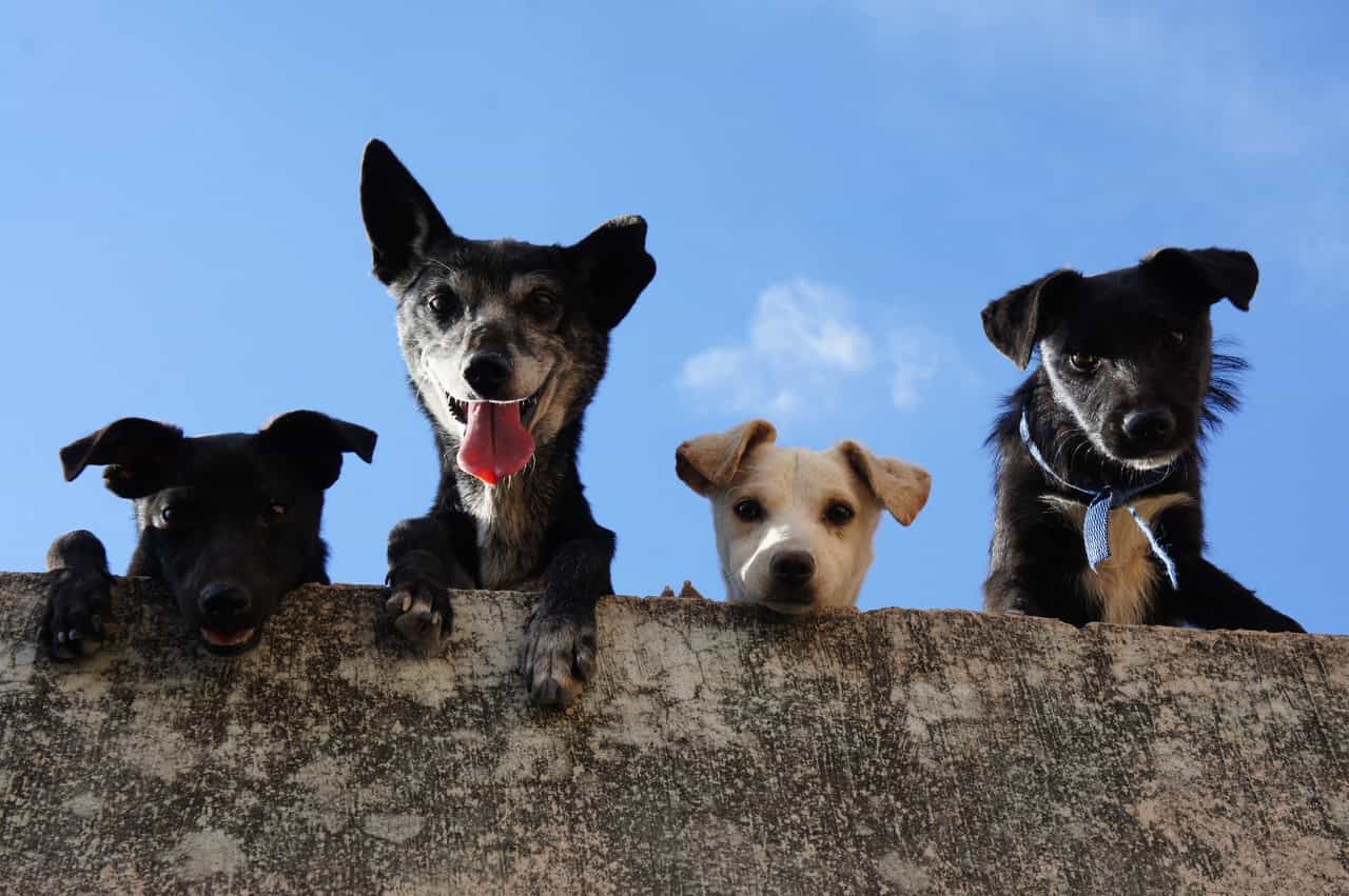 WHAT TENANTS NEED TO KNOW ABOUT PETS AND SMOKING IN A RENTED HOME